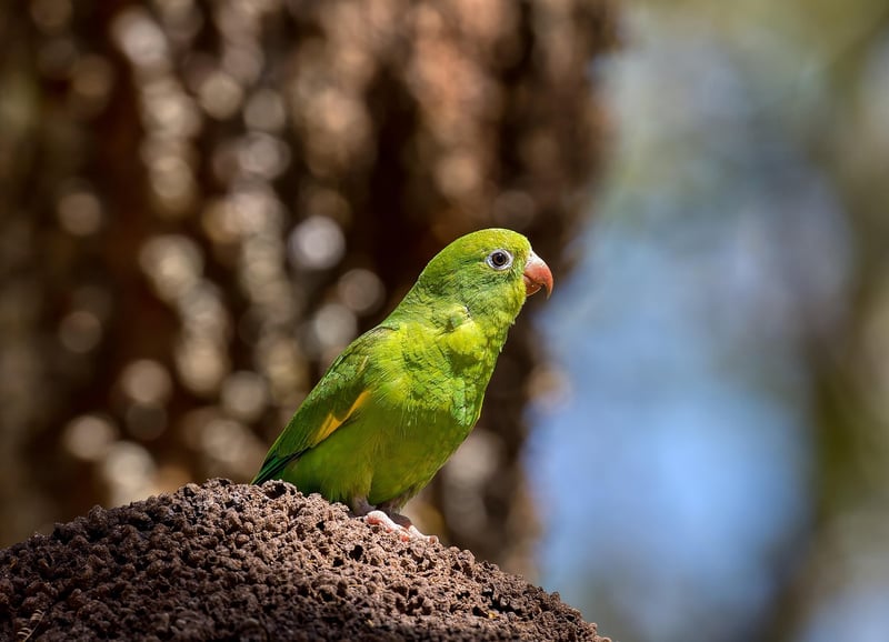 oiseau