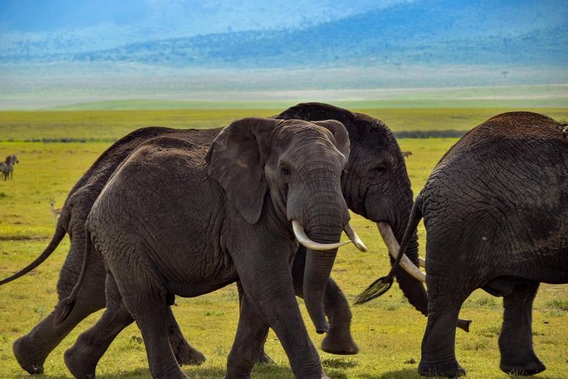 l'éléphant